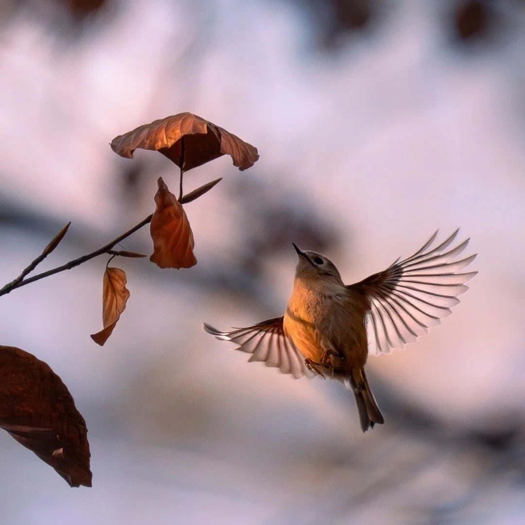 Wintergoldh&auml;hnchen | Goldcrest

Body: Nikon z8 @nikondach 
Lens: Nikkor Z 180-600 mm @nikoneurope
EXIF: 1/3200 sec, f/6,3, ISO 1100
Camouflage: @ghosthood.camouflage
Tripod: @sirui_eu

Das Wintergoldh&auml;hnchen (Regulus regulus) ist einer der 