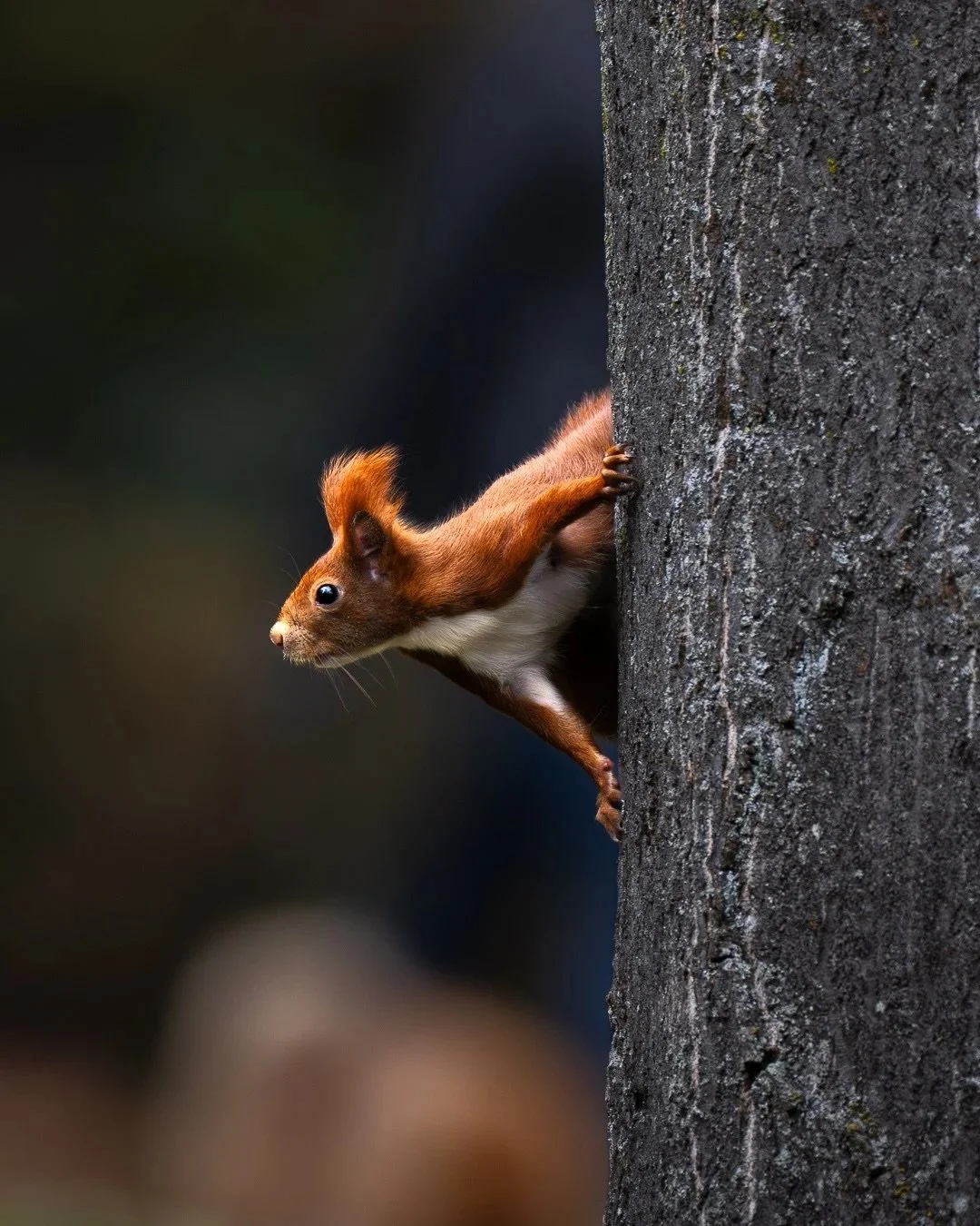 Eurasisches Eichh&ouml;rnchen | Red squirrel

Body: Nikon z8 @nikondach 
Lens: Nikkor Z 180-600 mm @nikoneurope
EXIF: 1/800 sec, f/6,3, ISO 2200
Edited in @lightroom 

#squirrel #urbanwildlife #wildlife