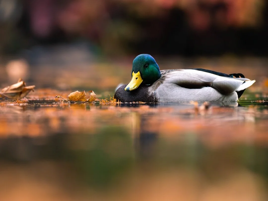 Stockente | Mallard

Body: Nikon z8 @nikondach 
Lens: Nikkor Z 180-600 mm @nikoneurope 
EXIF: 1/1000 sec, f/6,3, ISO 280
Camouflage: @ghosthood.camouflage 
Tripod: @sirui_eu 
Software: @lightroom 

#duck #urbanwildlife #wildlife