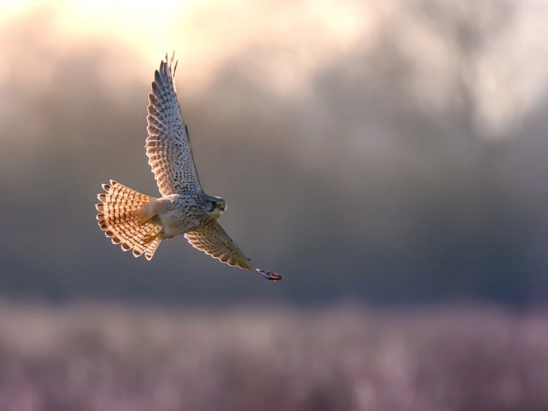 Turmfalke | Common kestrel
Interested in the edit? -> swipe 

Body: Nikon z8 @nikondach 
Lens: Nikkor Z 180-600 mm @nikoneurope 
EXIF: 1/2000 sec, f/6,3, ISO 320
Camouflage: @ghosthood.camouflage 
Tripod: @sirui_eu 
Software: @lightroom 

#kestrel