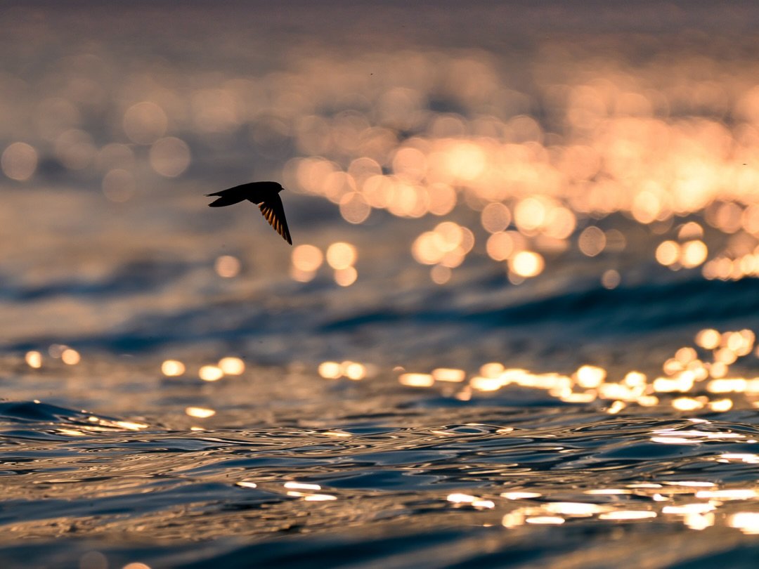 Uferschwalbe | Sand Martin 

Body: Nikon z8 @nikondach 
Lens: Nikkor Z 180-600 mm @nikoneurope 
EXIF: 1/1000 sec, f/6,3, ISO 280
Camouflage: @ghosthood.camouflage 
Tripod: @sirui_eu 
Software: @lightroom 

#sunset #ocean #nature