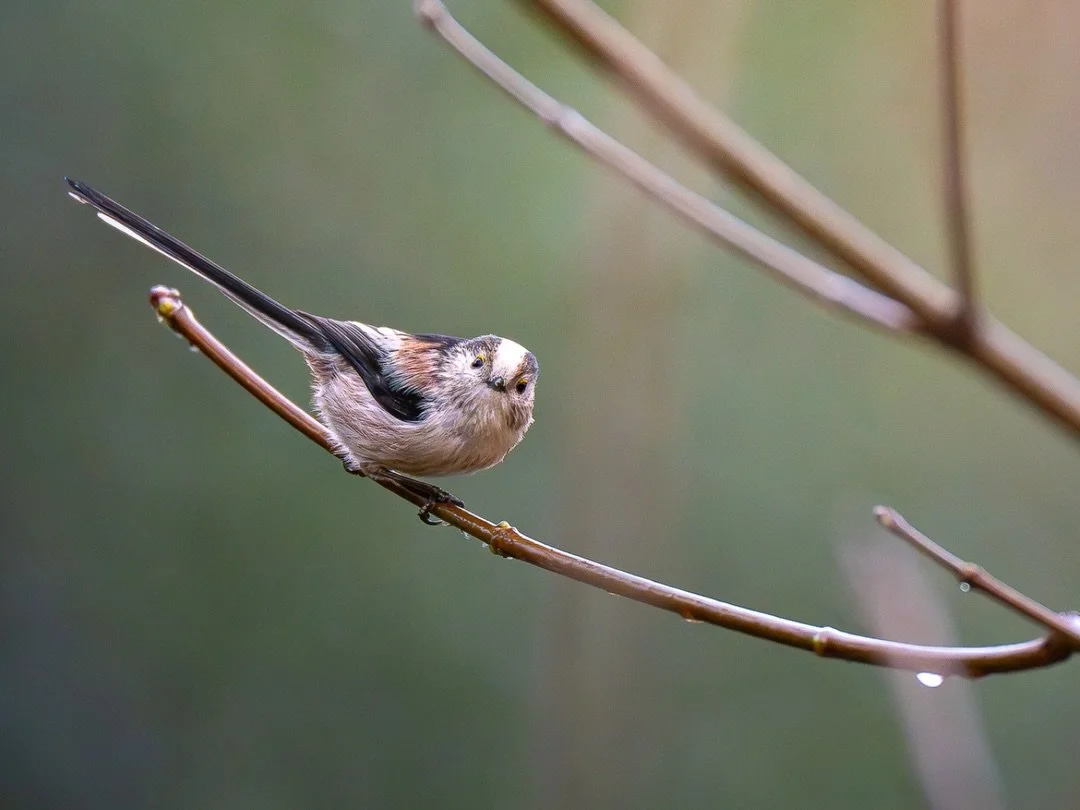 Schwanzmeise | Long-tailed tit

Body: Nikon z8 @nikondach 
Lens: Nikkor Z 180-600 mm @nikoneurope 
EXIF: 1/2000 sec, f/6,3, ISO 12800
Camouflage: @ghosthood.camouflage 
Tripod: @sirui_eu 
Software: @lightroom 

@geomagazin #geoleserfoto #urbanwildlif