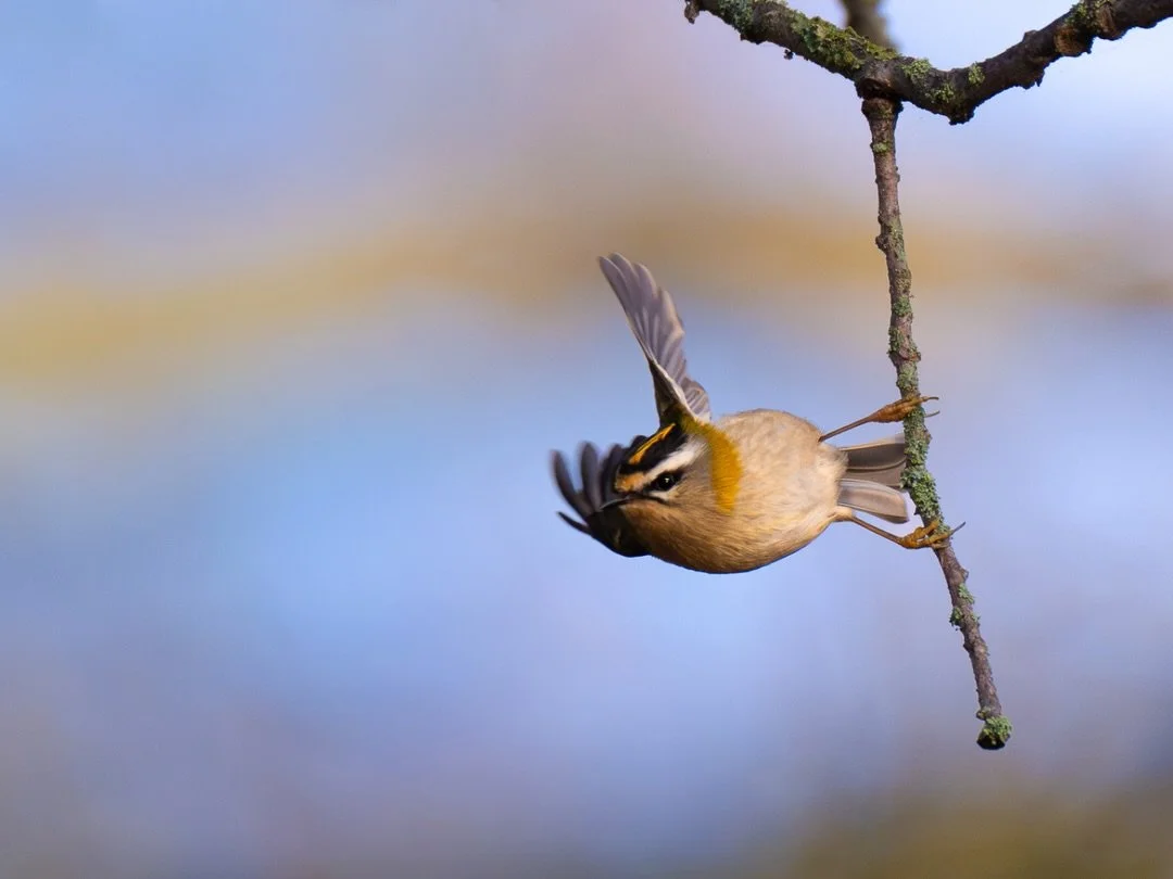 Sommergoldh&auml;hnchen | Firecrest
Date: 15-Dec-2025
L&uuml;beck, Germany

Body: Nikon z8 @nikondach 
Lens: Nikkor Z 180-600 mm @nikoneurope
EXIF: 1/1000 sec, f/6,3, ISO 280
Camouflage: @ghosthood.camouflage
Tripod: @sirui_eu
Software: @lightroom
