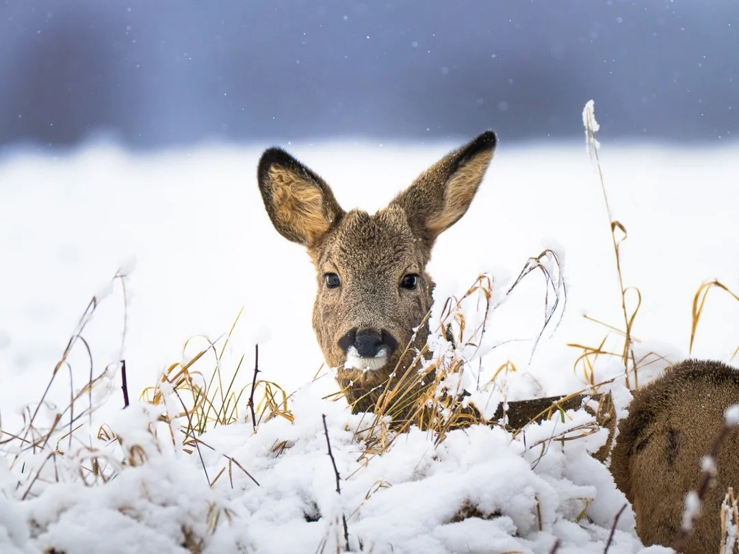 Reh | Roe deer

Body: Nikon z8 @nikondach 
Lens: Nikkor Z 180-600mm + 1,4 TC @nikoneurope
EXIF: 1/2000 sec, f/9,  ISO 1250
Camouflage: @ghosthood.camouflage
Tripod: @sirui_eu
Software: @lightroom

#wildlife #driveresponsibly #r&uuml;cksichtnehmen #wi