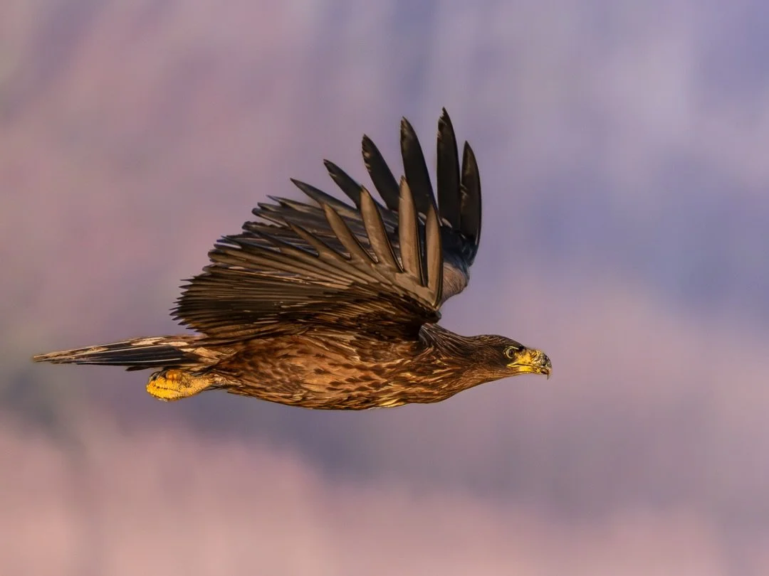 Seeadler | White-tailed eagle

Many thanks to @katingerwatt and @zeissnature for the very lovely hides 💚

Body: Nikon z8 @nikondach 
Lens: Nikkor Z 180-600mm + 1,4 TC @nikoneurope
EXIF: 1/2000 sec, f/6,3, ISO 3200
Camouflage: @ghosthood.camouflage
T