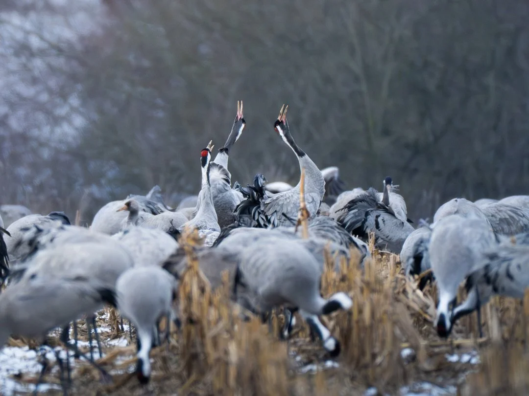 Kranich | Common crane

Body: Nikon z8 @nikondach 
Lens: Nikkor Z 180-600mm + 1,4 TC @nikoneurope
EXIF: 1/1600 sec, f/6,3, ISO 5600
Camouflage: @ghosthood.camouflage
Tripod: @sirui_eu
Software: @lightroom

#kranich #crane #birdphotography #vogelfotog