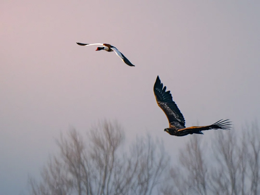 Seeadler | White-tailed eagle

Body: Nikon z8 @nikondach 
Lens: Nikkor Z 180-600mm + 1,4 TC @nikoneurope
EXIF: 1/2000 sec, f/9, ISO 3200
Camouflage: @ghosthood.camouflage
Tripod: @sirui_eu
Software: @lightroom
Location: @katingerwatt 

#schleswighols