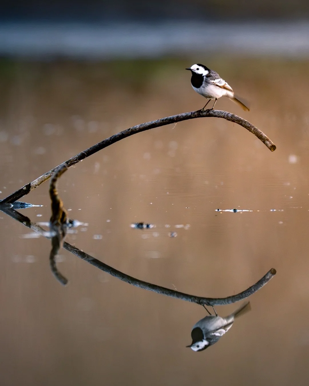Bachstelze | White Wagtail

Body: Nikon z8 @nikondach 
Lens: Nikkor Z 180-600mm + 1,4 TC @nikoneurope 
EXIF: 1/1000 sec, f/6,3, ISO 280
Camouflage: @ghosthood.camouflage 
Tripod: @sirui_eu 
Software: @lightroom