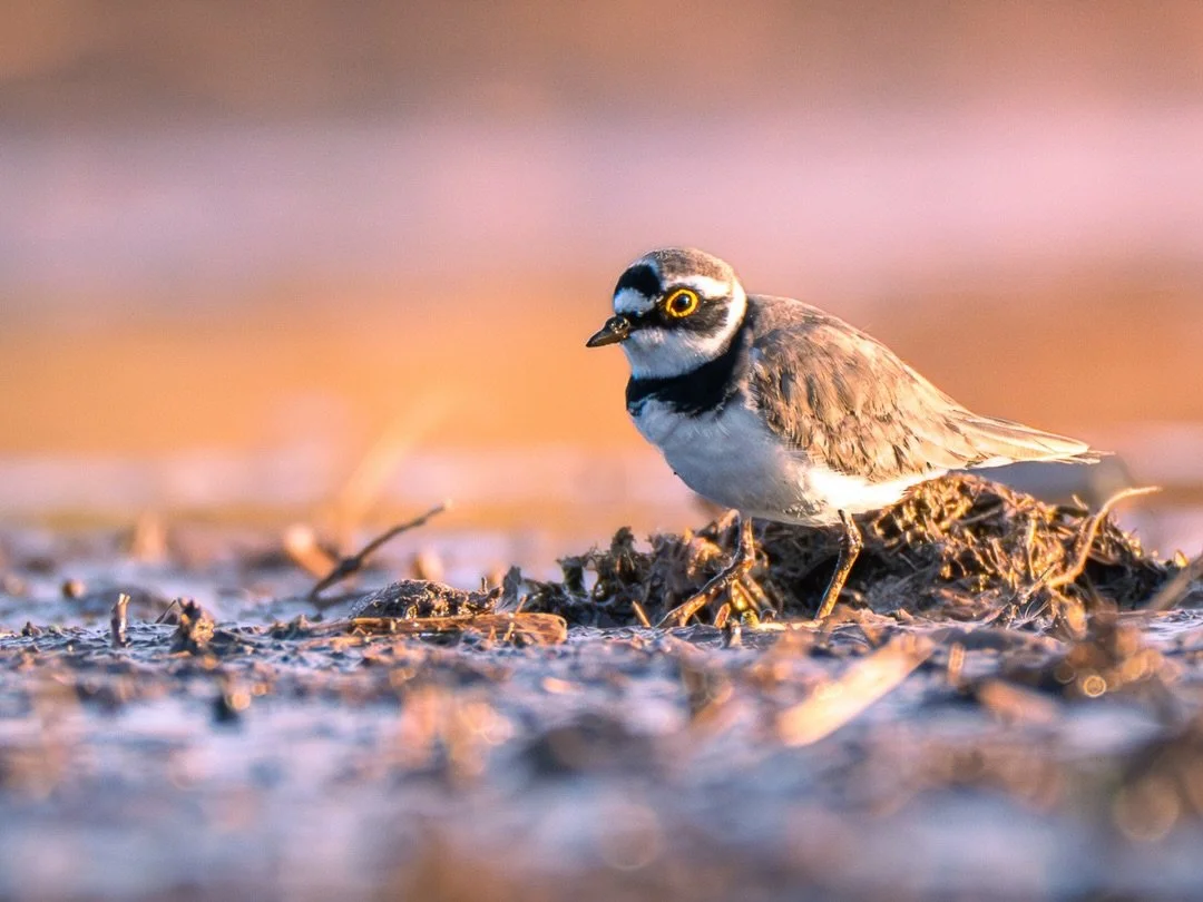Flussregenpfeifer | Little ringed plover

Body: Nikon z8 @nikondach 
Lens: Nikkor Z 180-600mm + 1,4 TC @nikoneurope
EXIF: 1/500 sec, f/9 ISO 1600
Camouflage: @ghosthood.camouflage
Tripod: @sirui_eu
Software: @lightroom