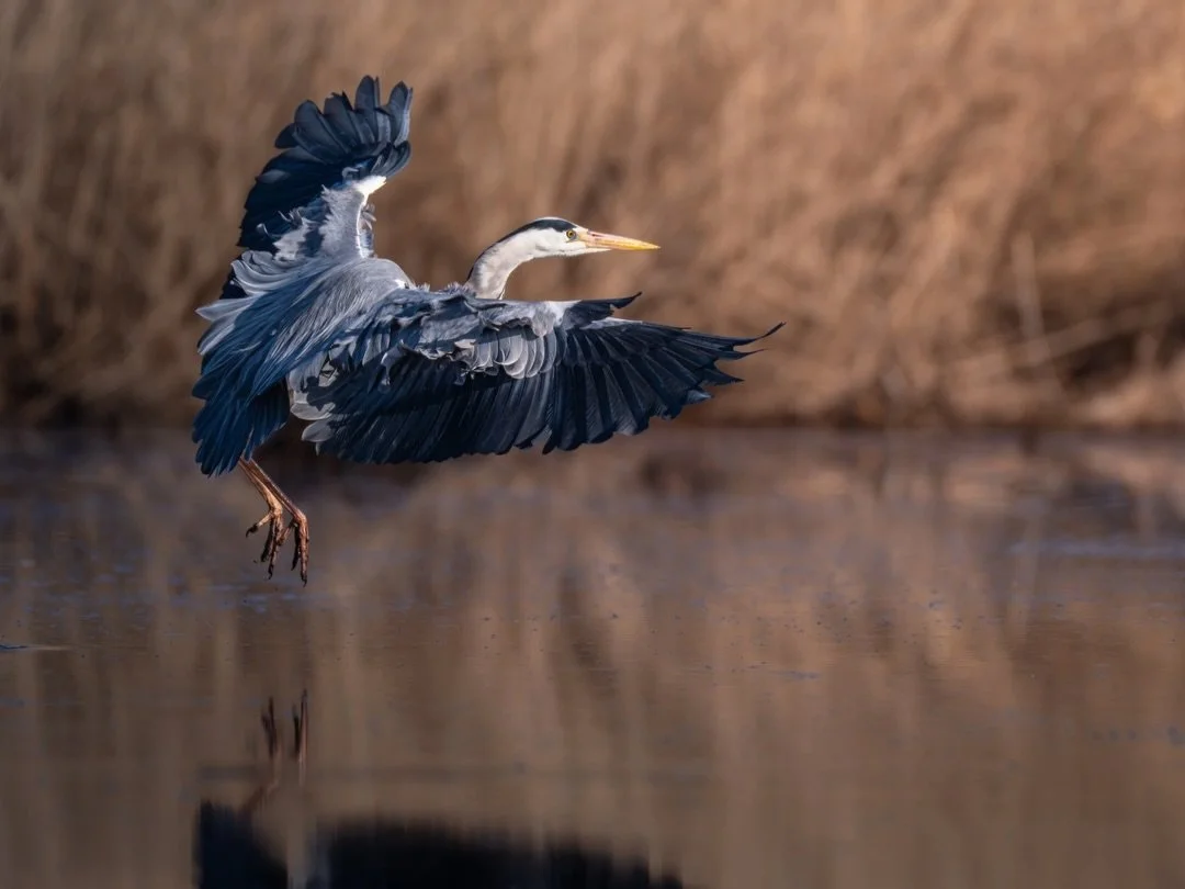 Graureiher | Grey heron

Body: Nikon z8 @nikondach 
Lens: Nikkor Z 180-600mm + 1,4 TC @nikoneurope
EXIF: 1/2000 sec, f/9, ISO 1400
Software: @lightroom

#schleswig_holstein #stormarn #norddeutschland #wildtiere #vogel