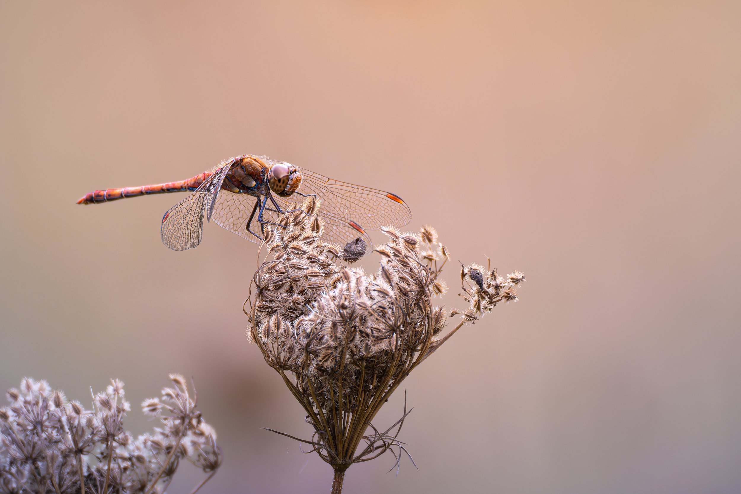Wildlinse-260919-1.jpg