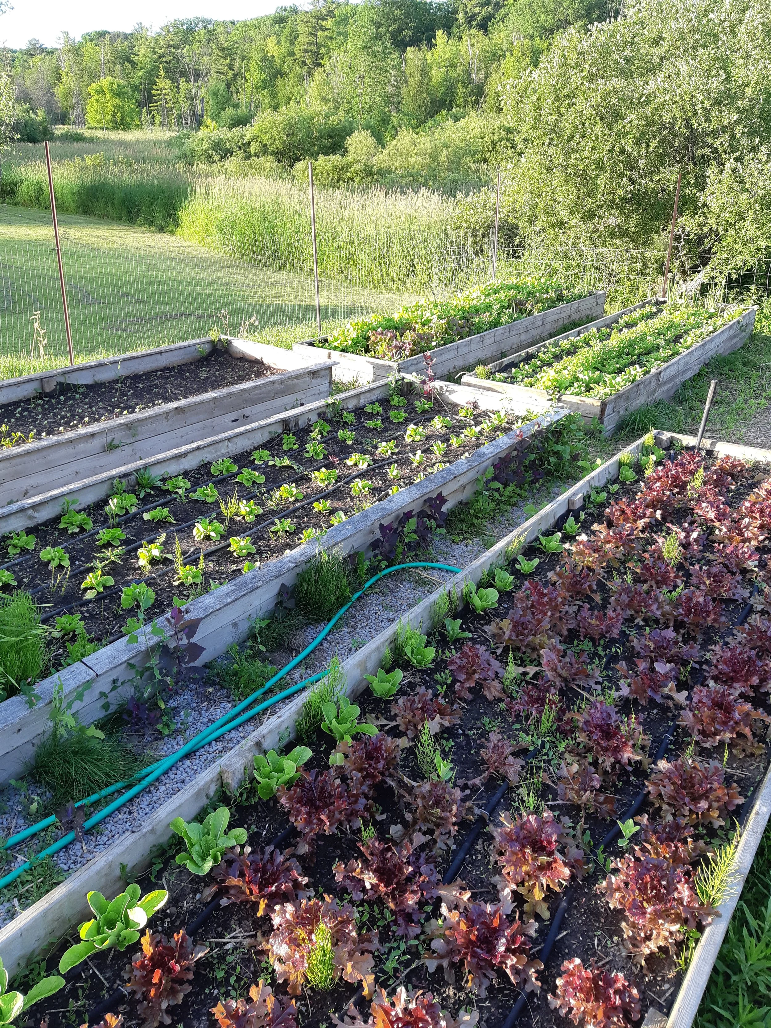 home grown lettuce for sale near me