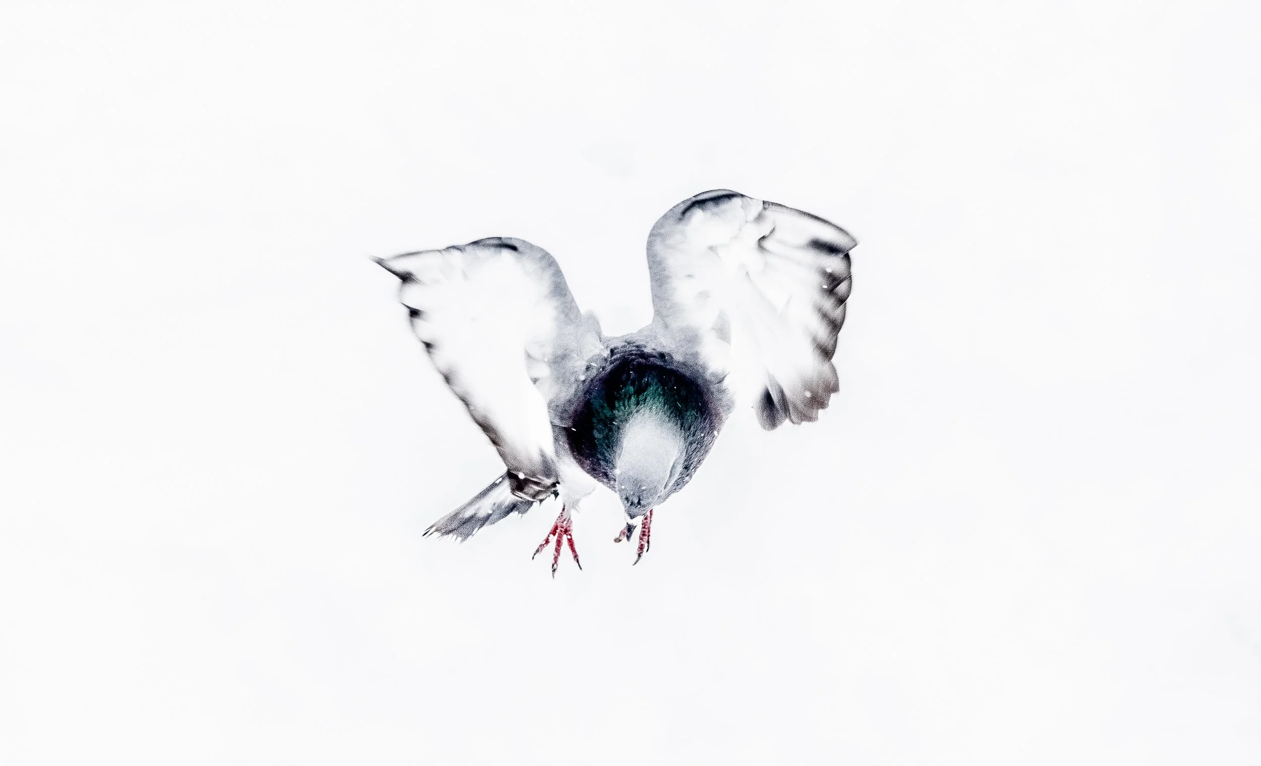 A Pigeon flys at Maria Hernandez park on a New York snow day.