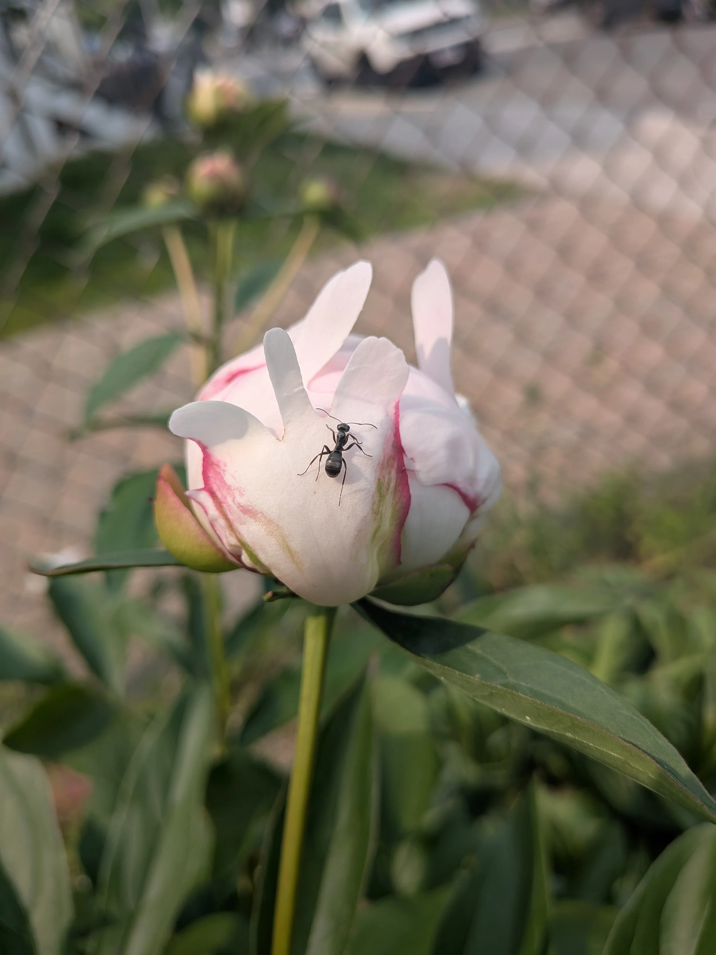 PXL_20250604_141617180.MACRO_FOCUS.jpg