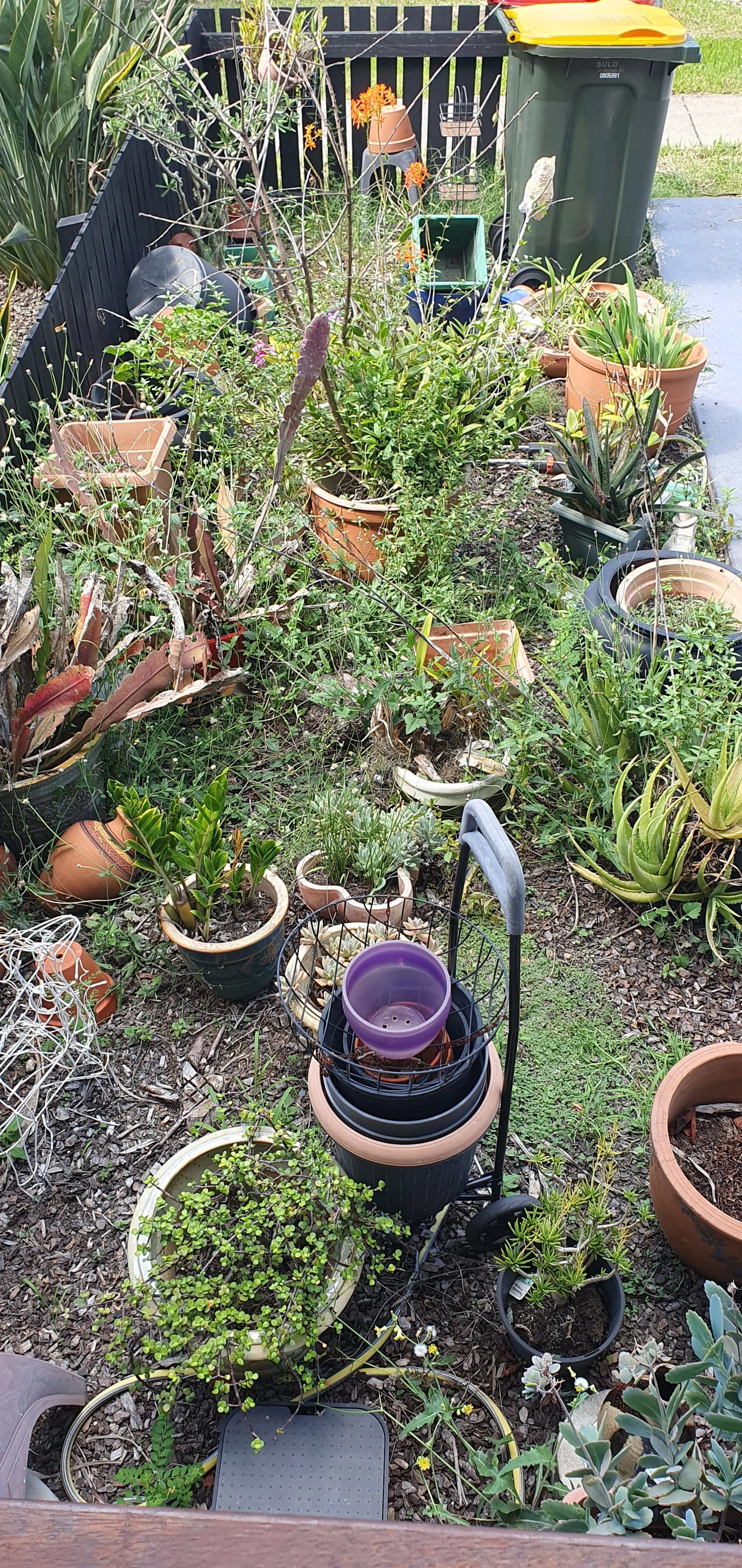 A garden area with various potted plants and succulents in a small fenced space. A nearby trash bin and a cart with stacked plant pots are visible. The ground is covered with grass and mulch.