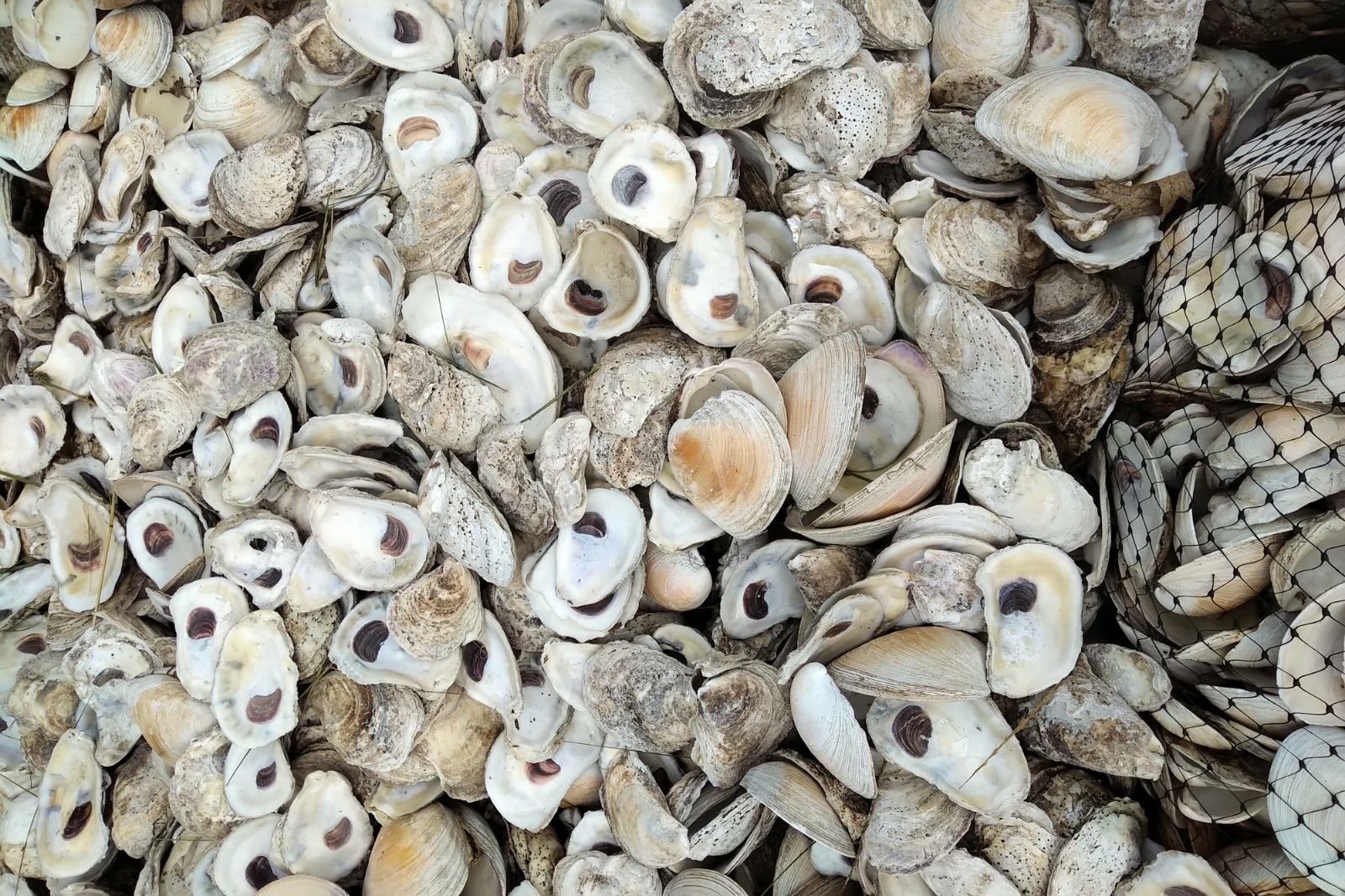 Community Spat Count & Oyster Cage Deployment