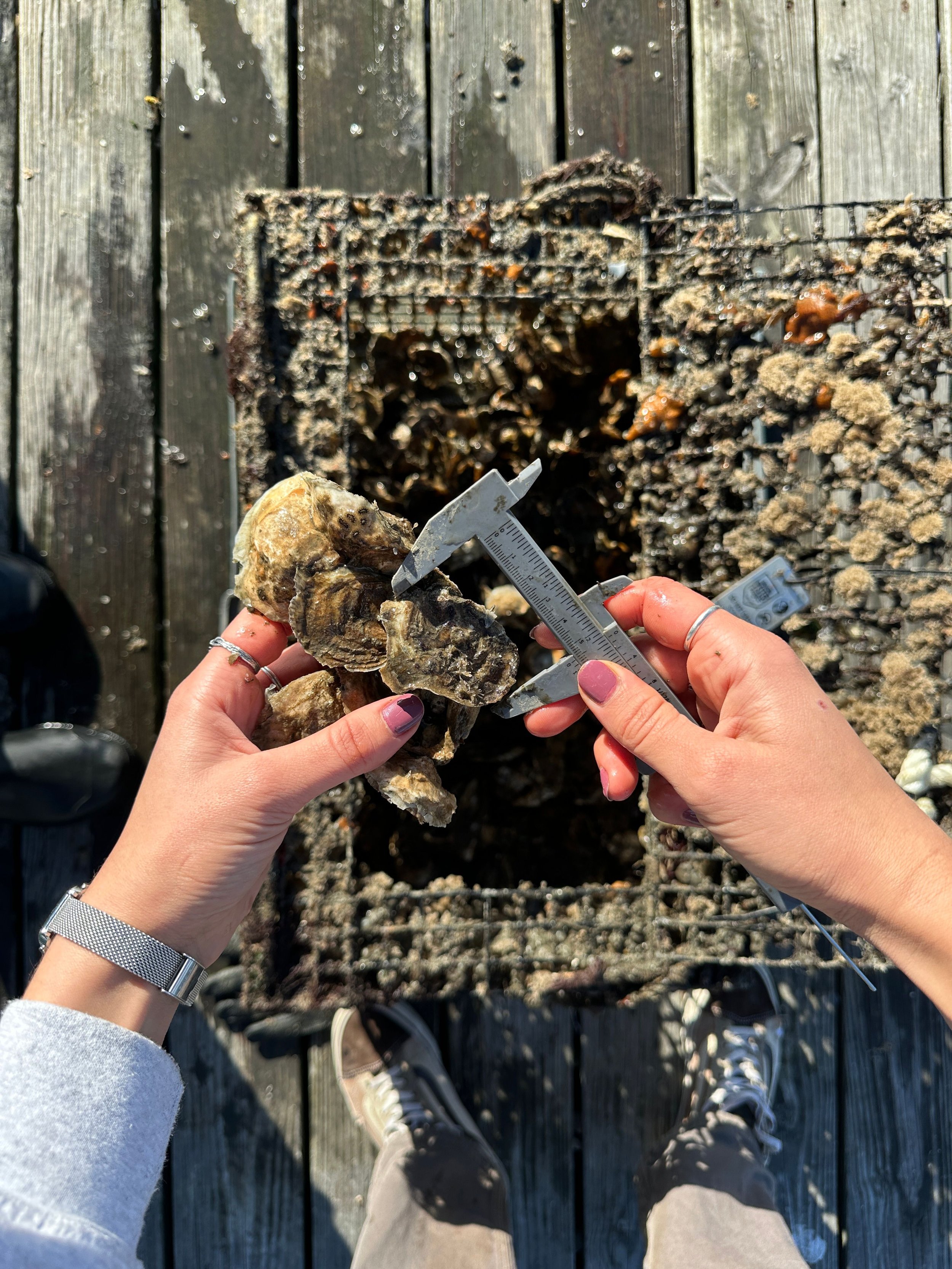 Oyster Cage and Biodiversity Educational Monitoring