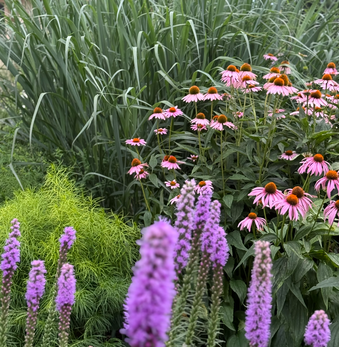 Planting Pollinators in the Living Shoreline