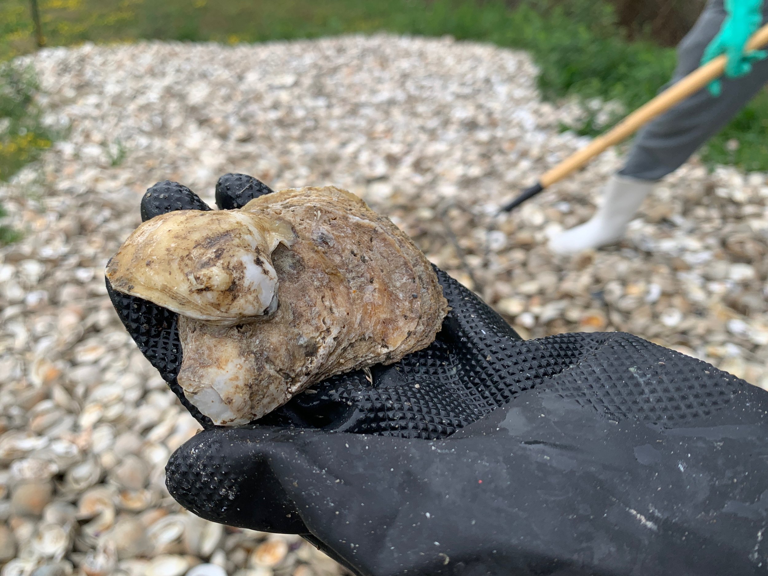 230630_Curing Shells at Landfill - 13.jpeg