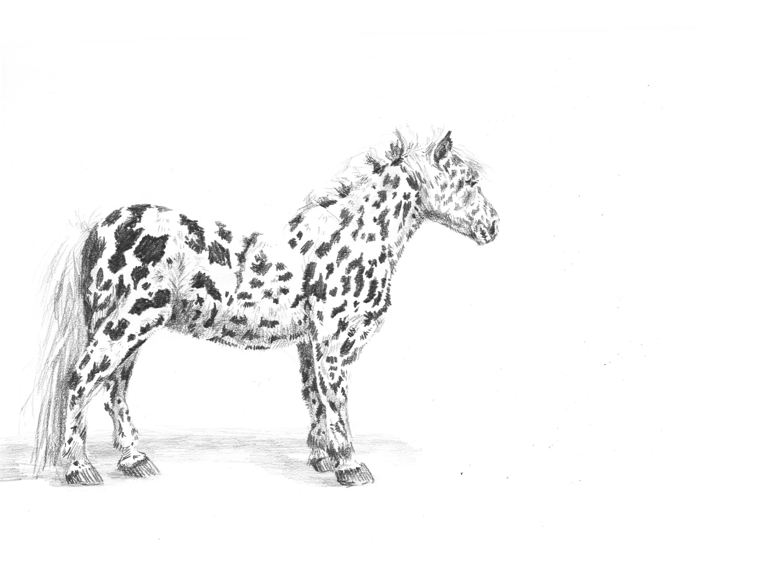 "Spotted" - 9"x12", graphite on bristol board