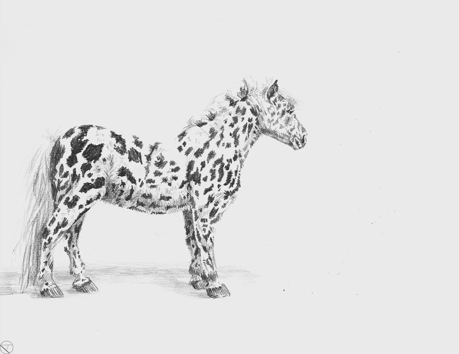 spotted 9x12 print small.jpg
