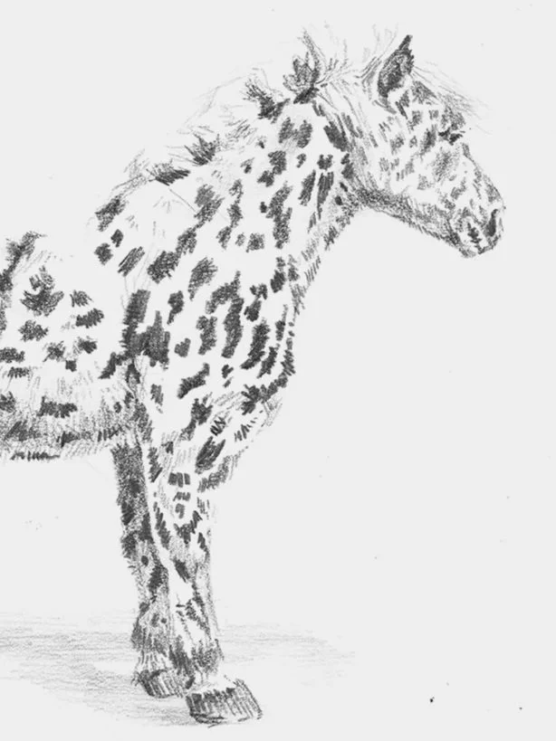 spotted+9x12+print+small.jpg