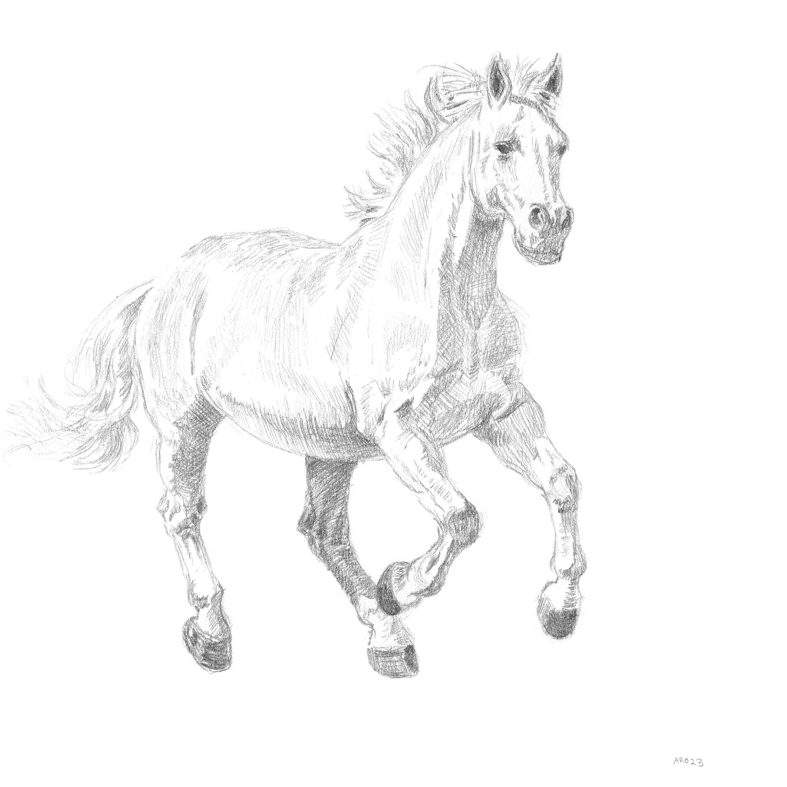 gallop copy.jpg