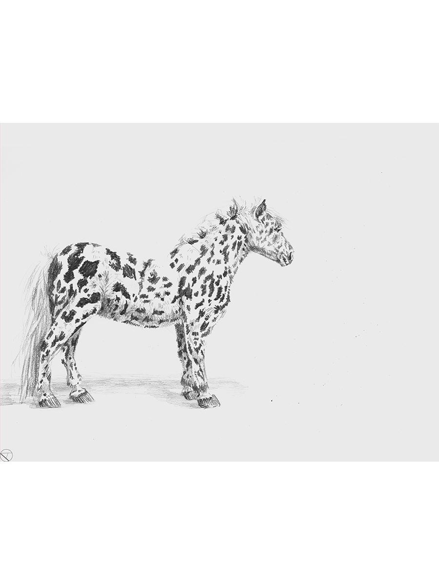 Spotted - print