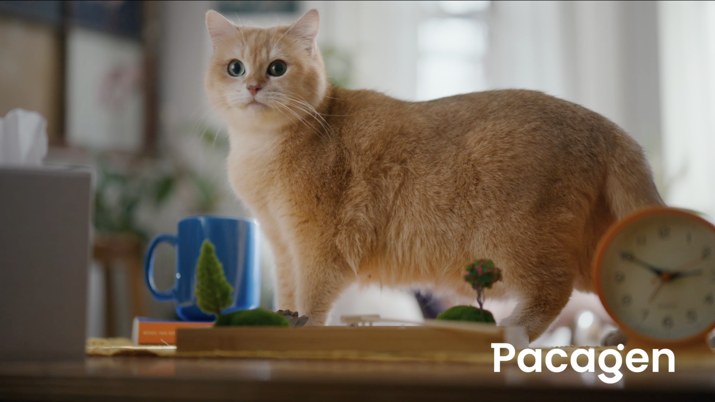 Pacagen 2026 Spring Campaign