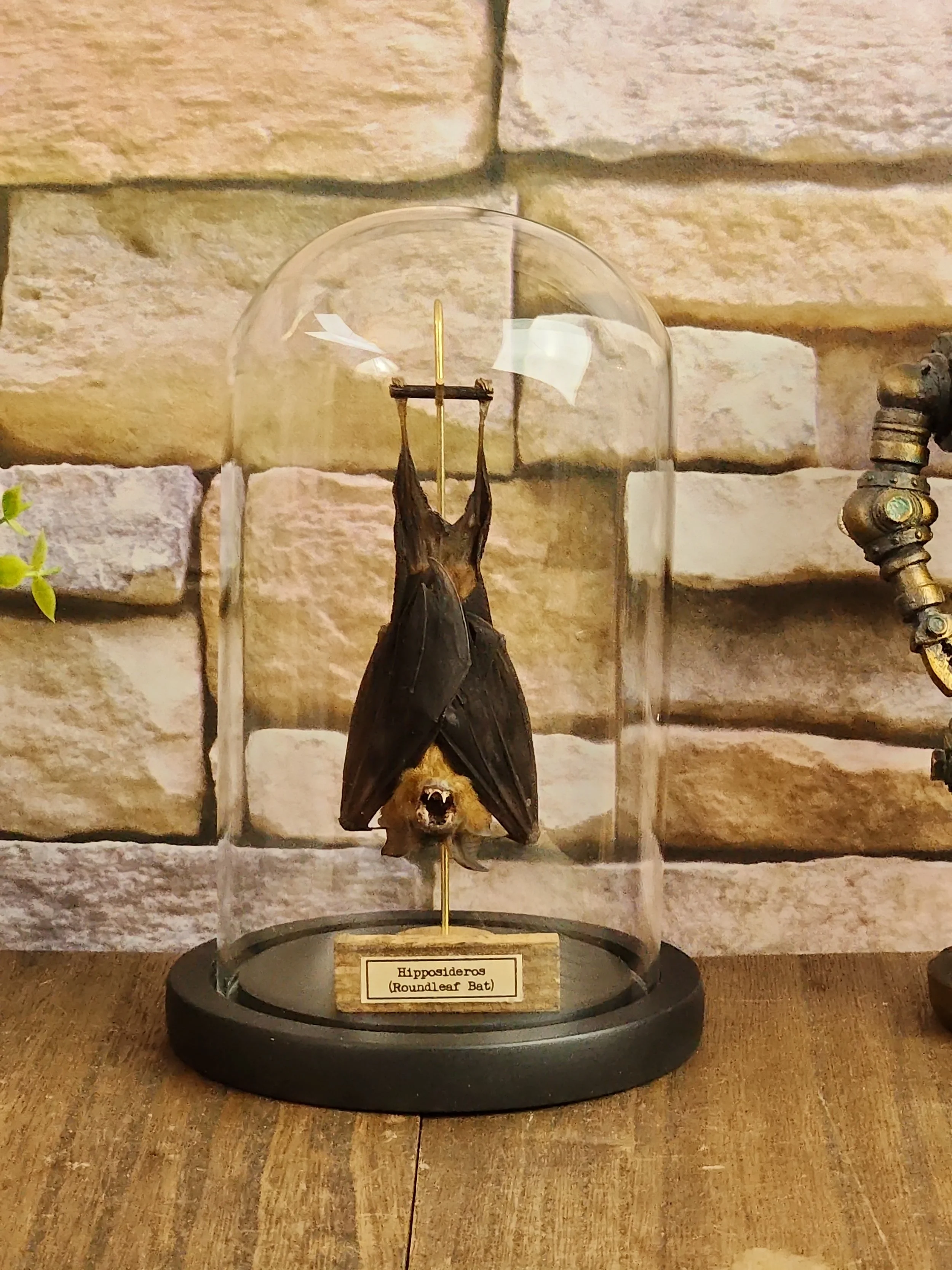 Custom Specimen set for Bob