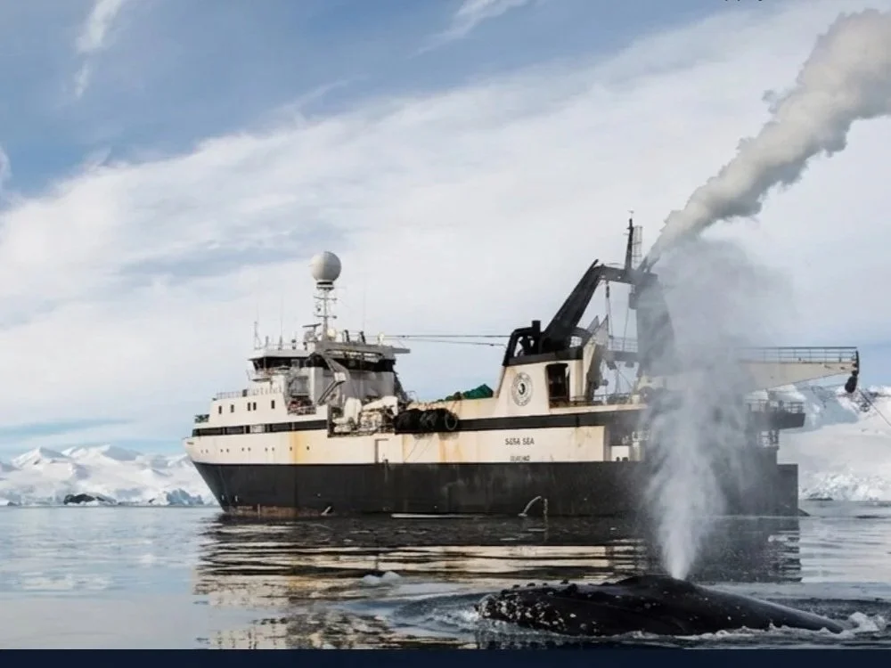 Krill, whales, and the fishery: what the science shows