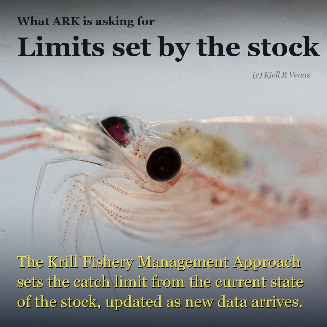 Beyond the Cap: A Fresh Look at Antarctic Krill Limits