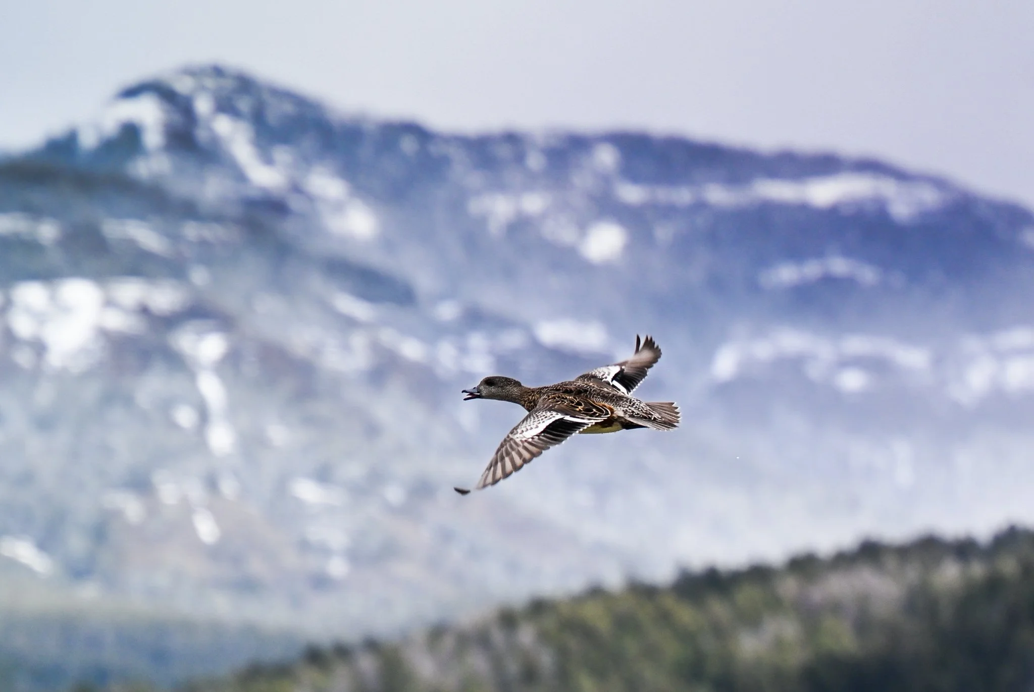 A female mallard flying above Yellowstone National Park