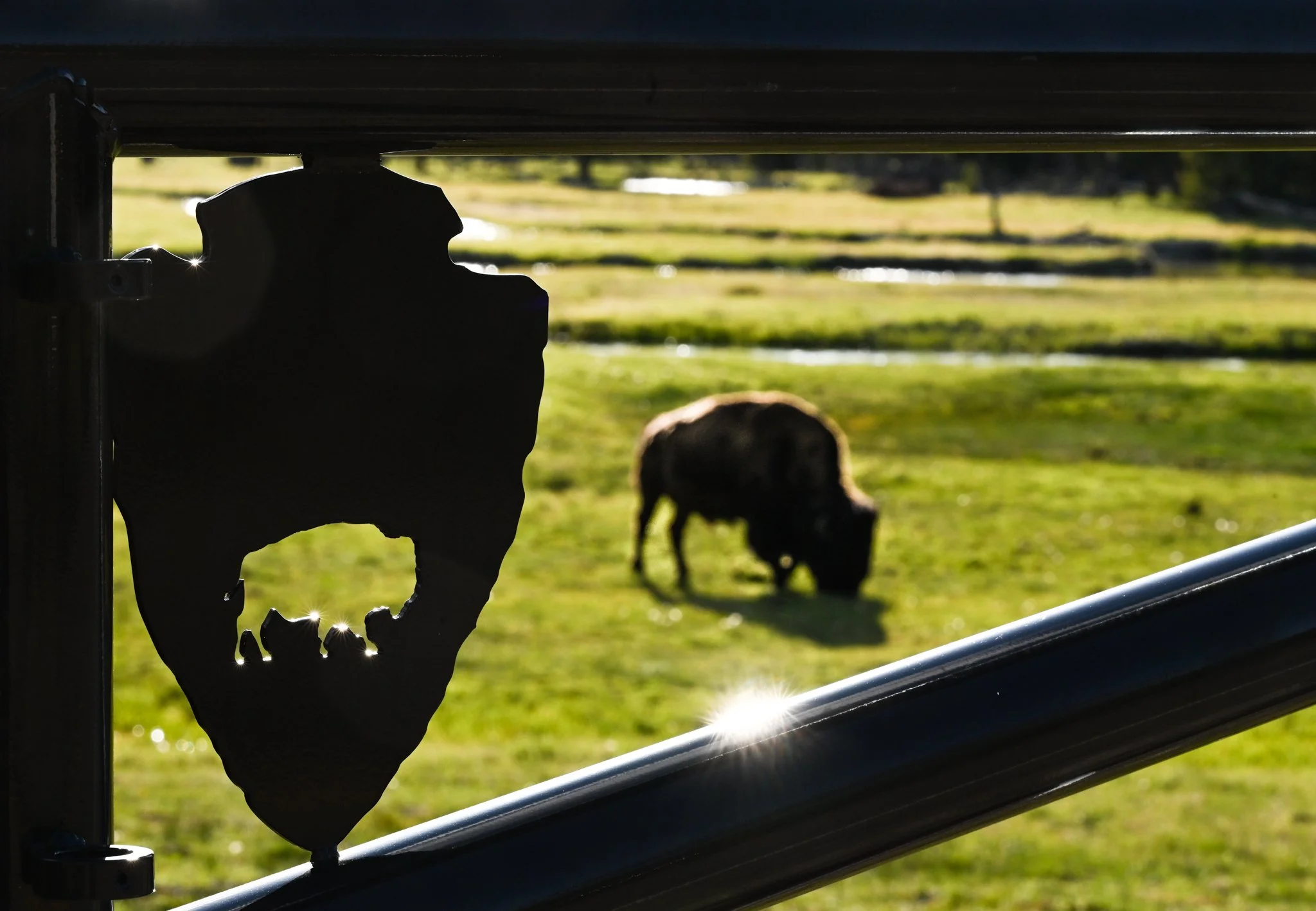 A buffalo grazes at Yellowstone National Park.