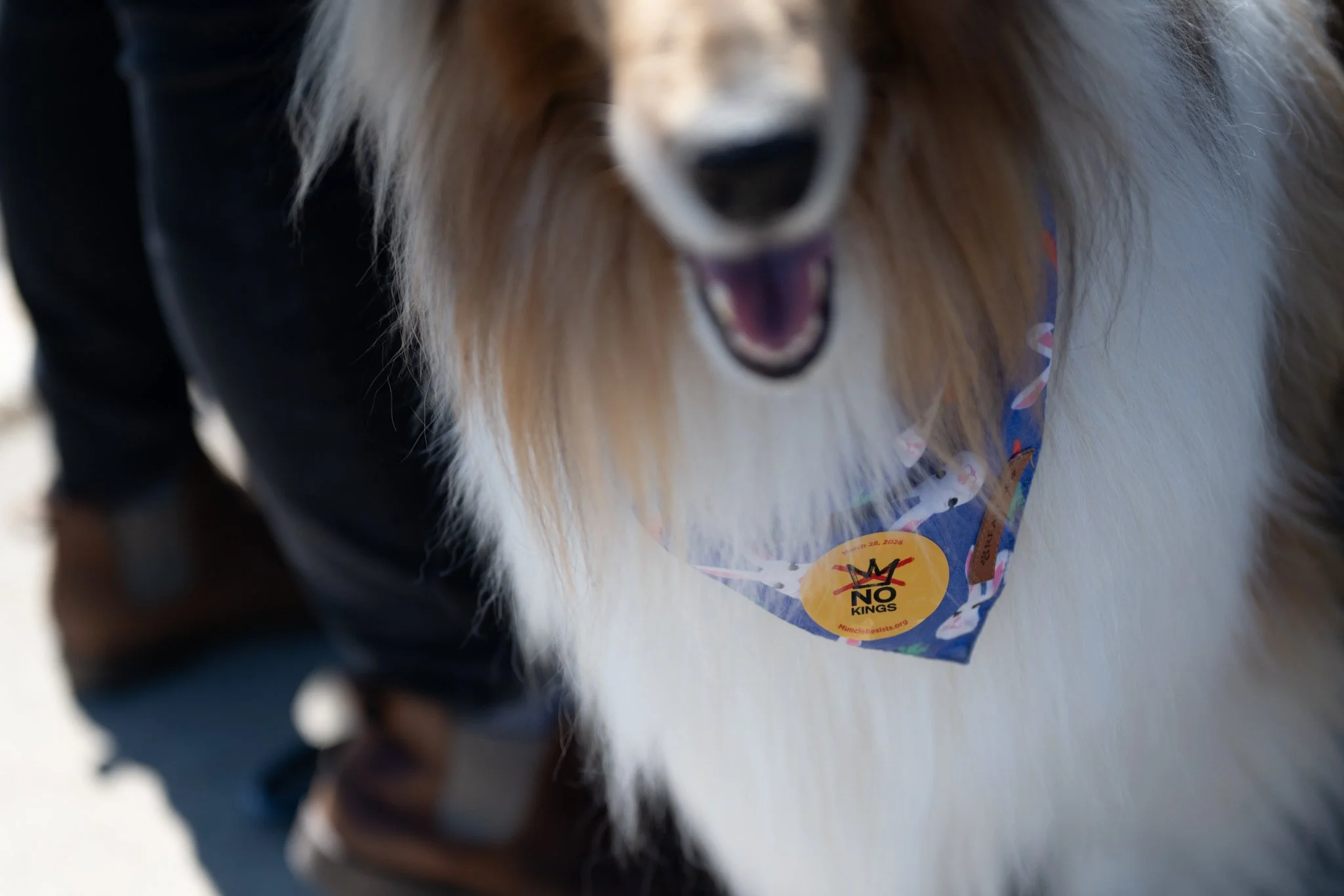 A dog wears a ‘No Kings’ sticker during the ‘No Kings 3’ protest March 28 at the Fallen Heroes Memorial Bridge.