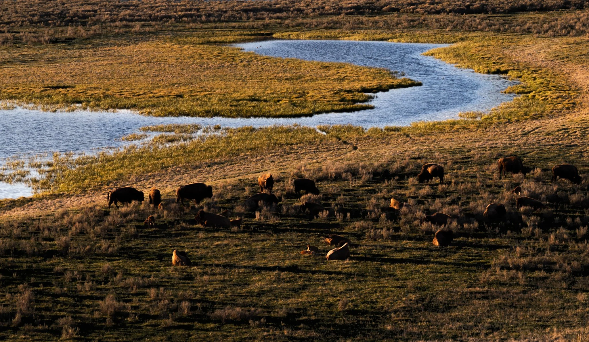 Buffalo grazing at Yellowstone National Park.