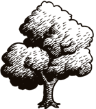 Silhouette of a large tree with a broad canopy and thick trunk.