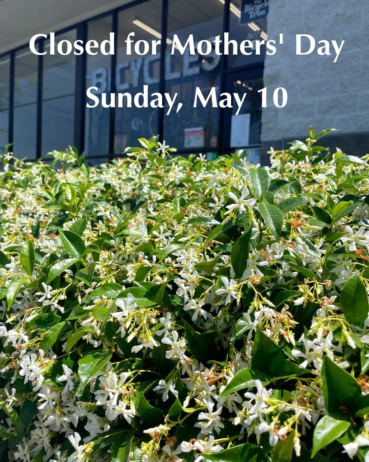 The Bicycle Tree will be closed this Sunday, May10th for Mother&rsquo;s Day. We will reopen as usual on Wednesday, May 13, 1-7 pm.

**********

El Bicycle Tree estar&aacute; cerrado el domingo 10 de mayo para el D&iacute;a de la Madre. Reabriremos co