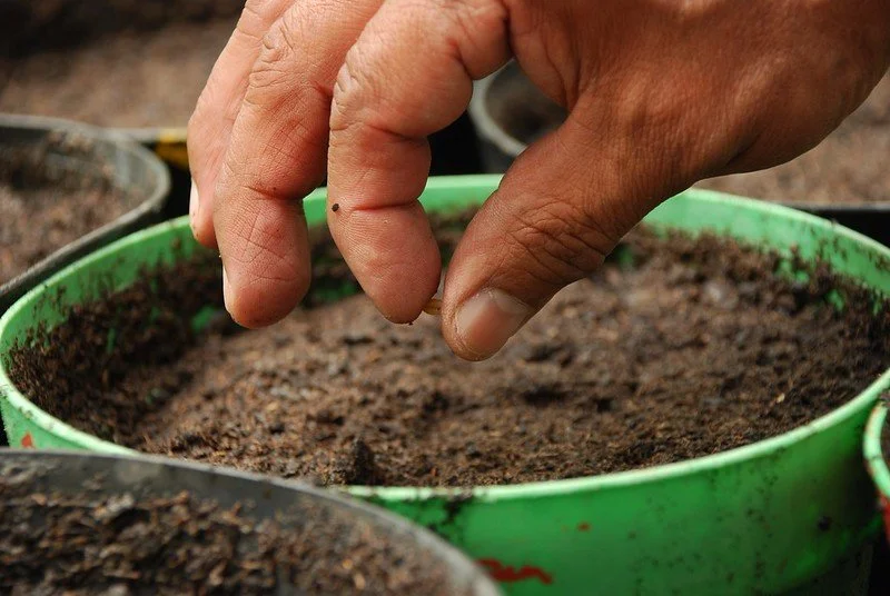 Planting the Seeds of the Future