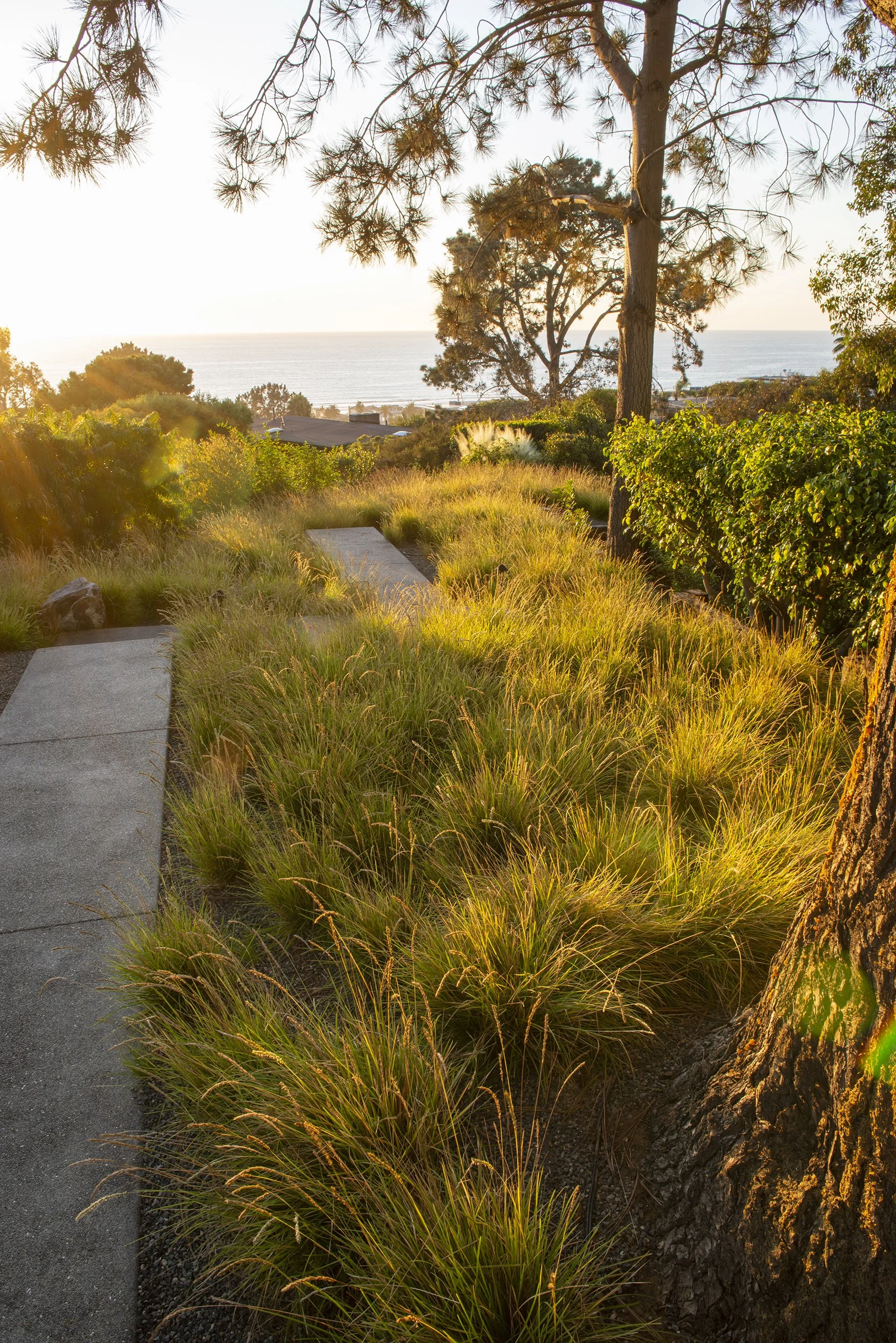 DCAP_GLA_Del Mar_Landscaping_Back_8.jpg