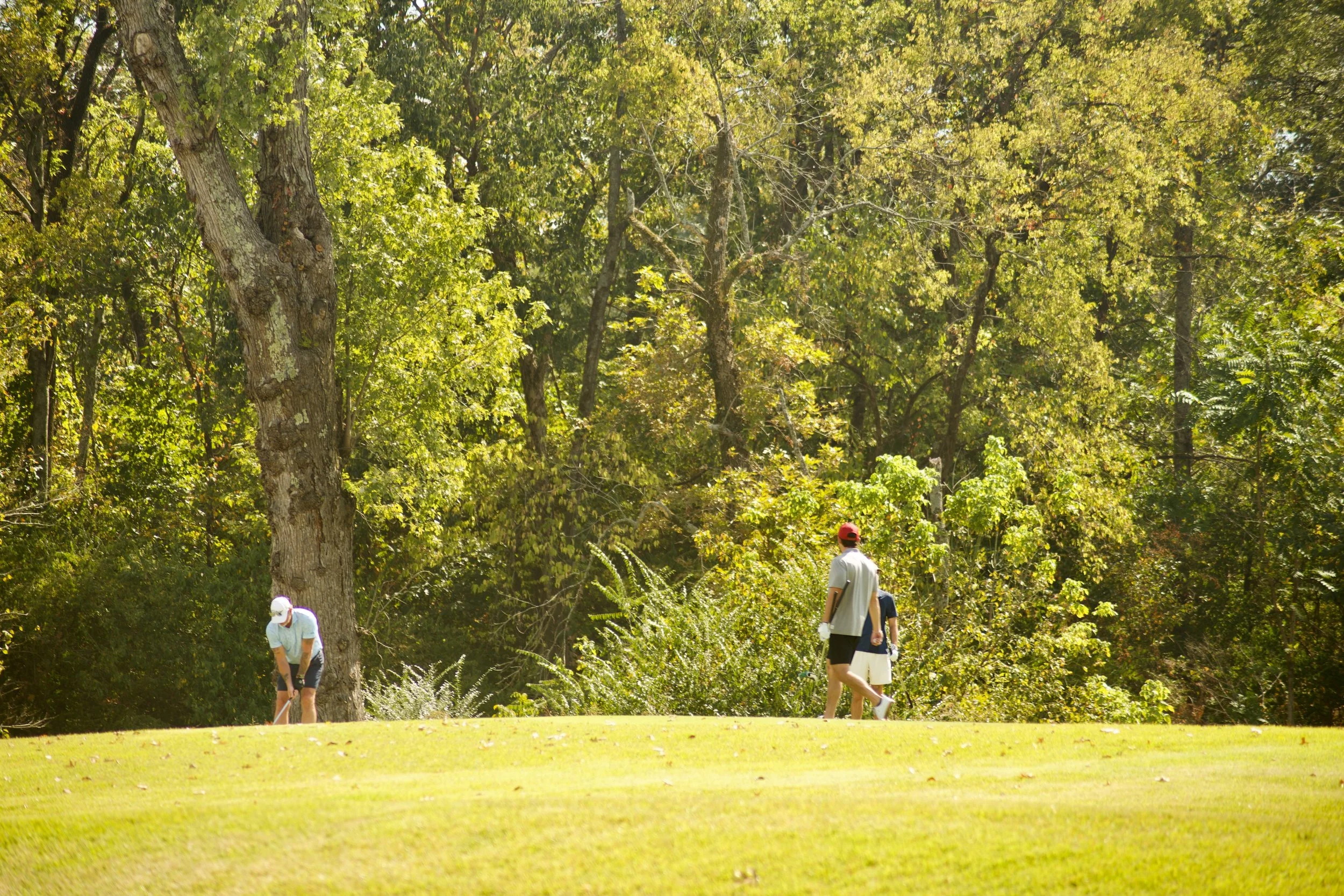 People playing golf on a lush green course with tall trees in the background.