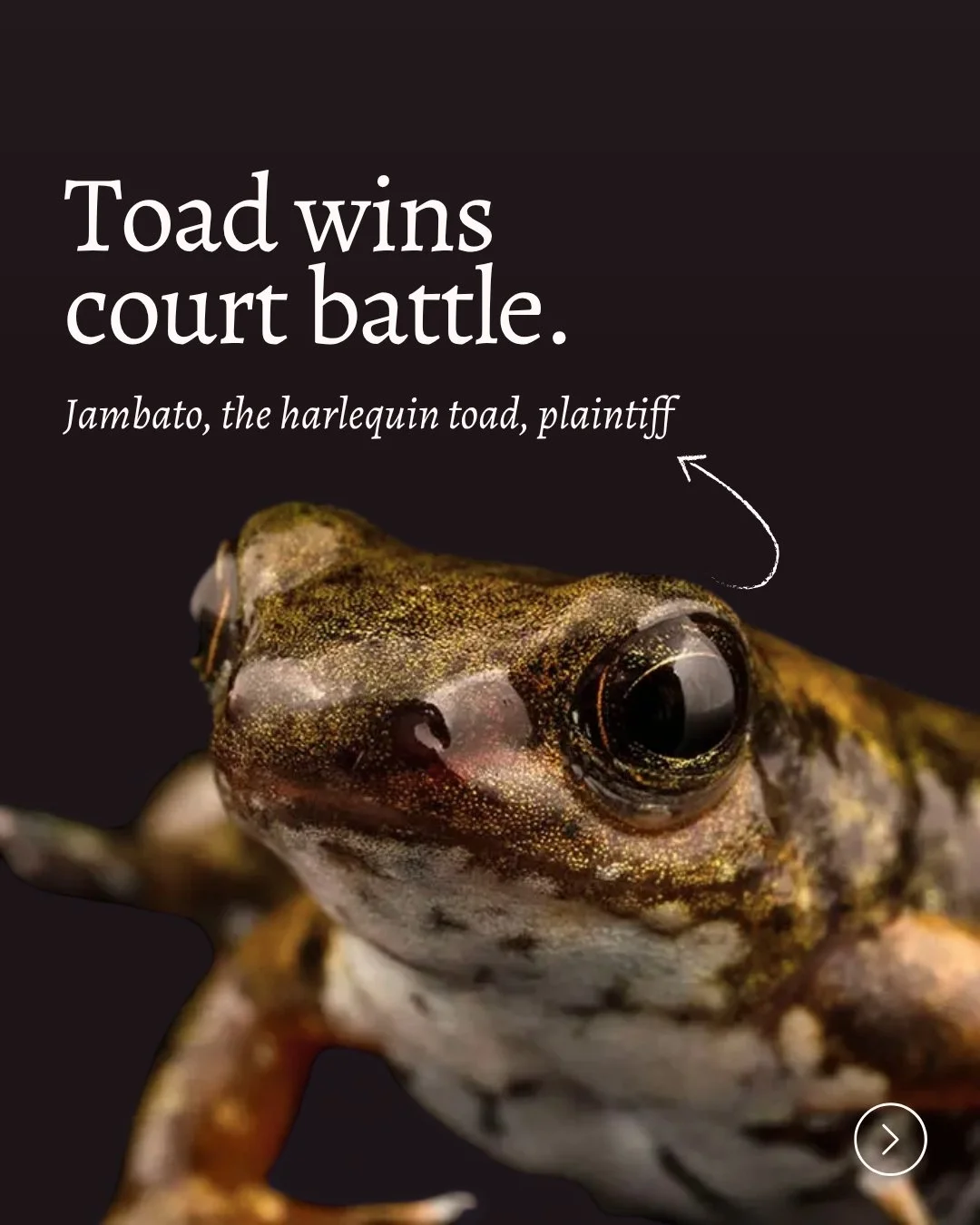 Home is something we share and protect together. Today we celebrate the Earth Day. And we celebrate our friend Jambato!