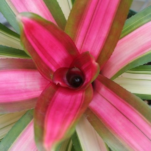 Tropical plant with hot pink and green leaves, viewed from above