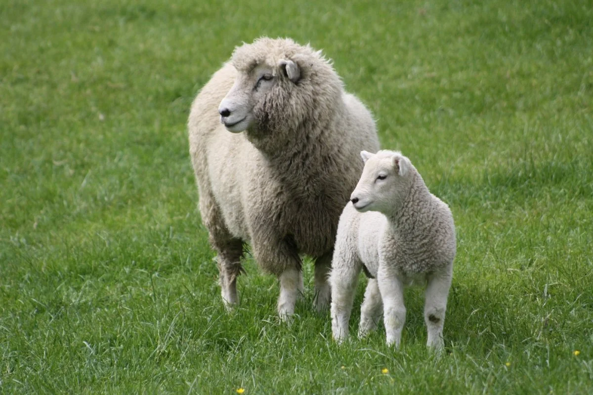 Romney Sheep