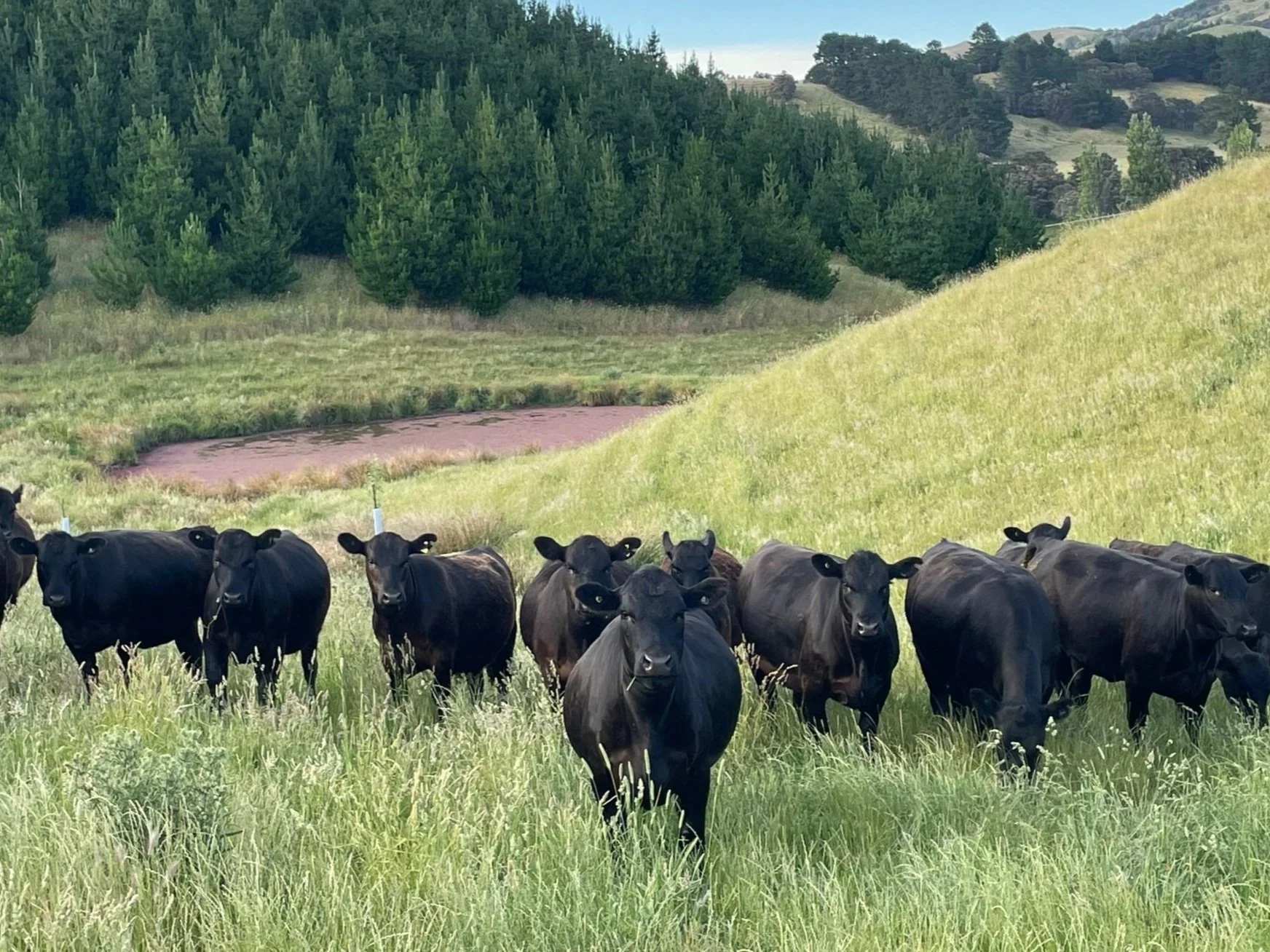Angus Beef