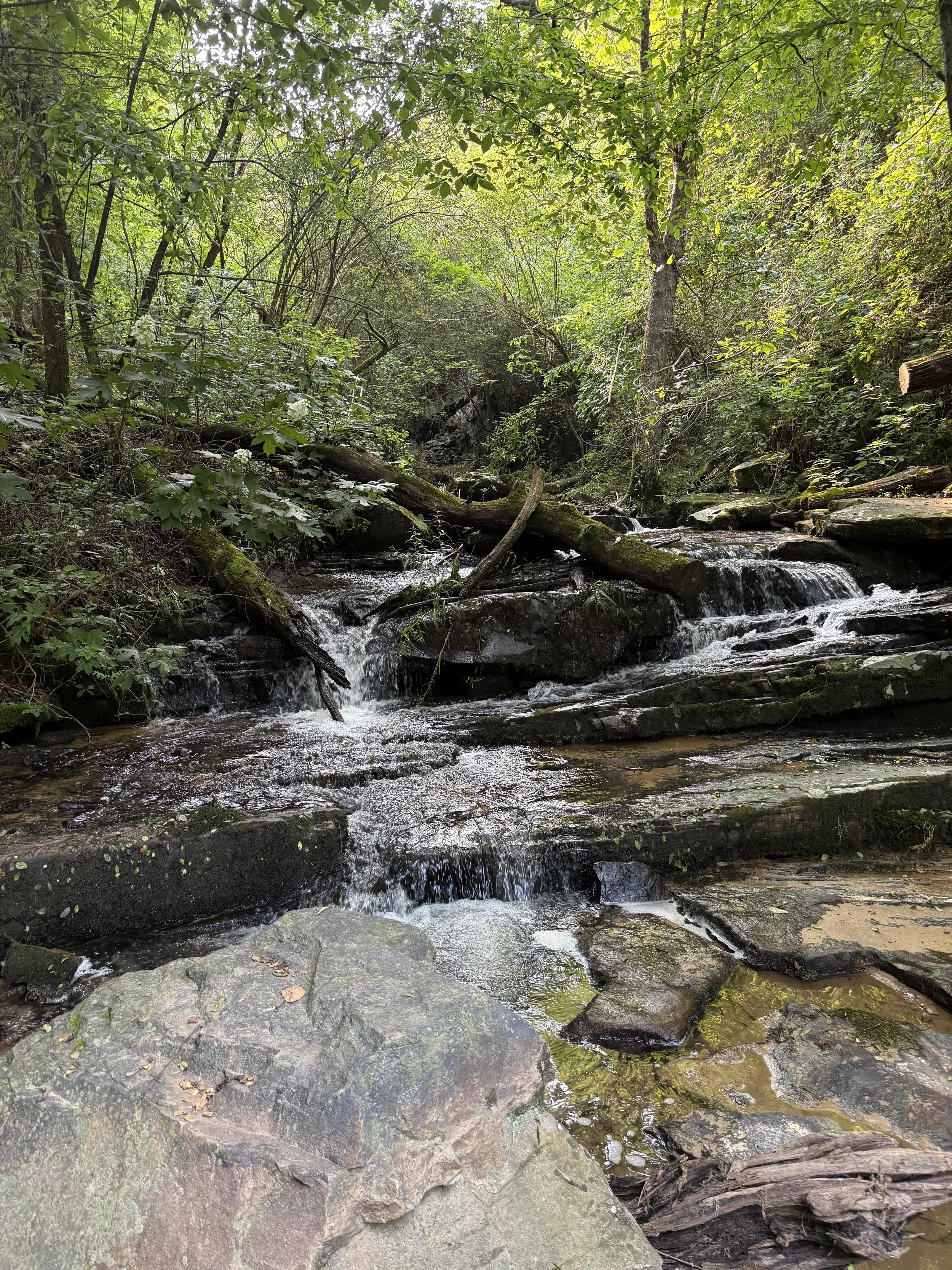A small wooded creek with rocks and fallen trees, surrounded by dense green foliage and trees.