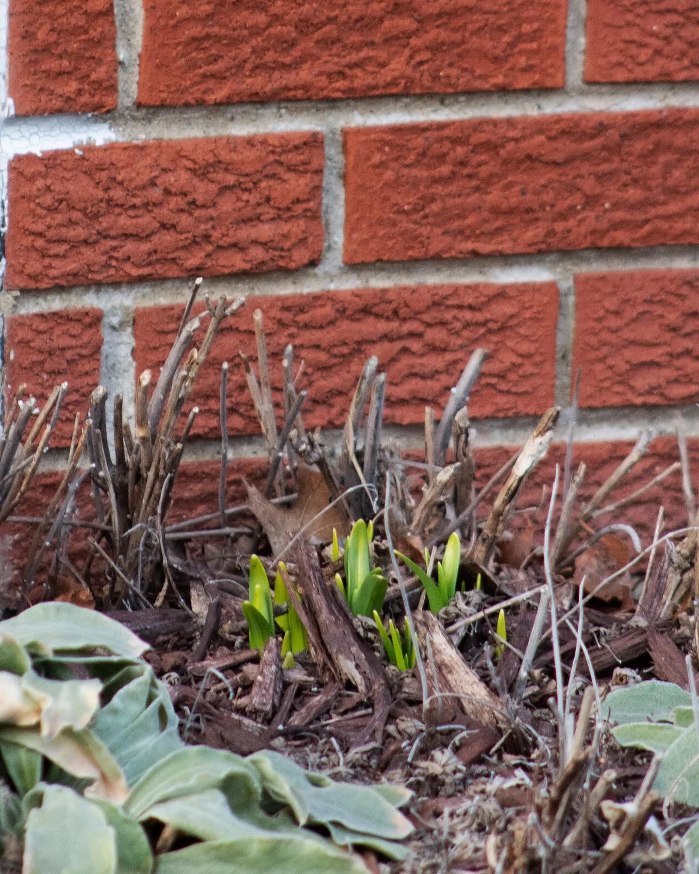 The life cycle of Dutch Master daffodils series