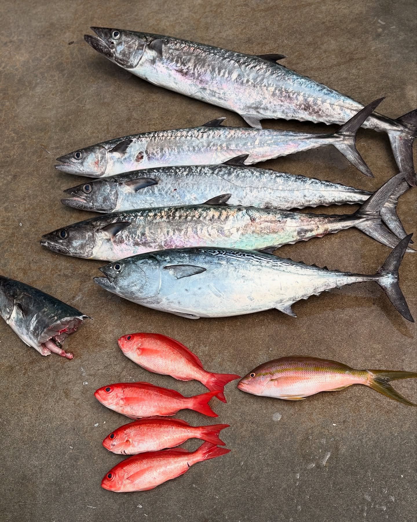 Friday, May 30, 2025 8am-12noon #seamistiii #fishing #florida #kingfish #snapper