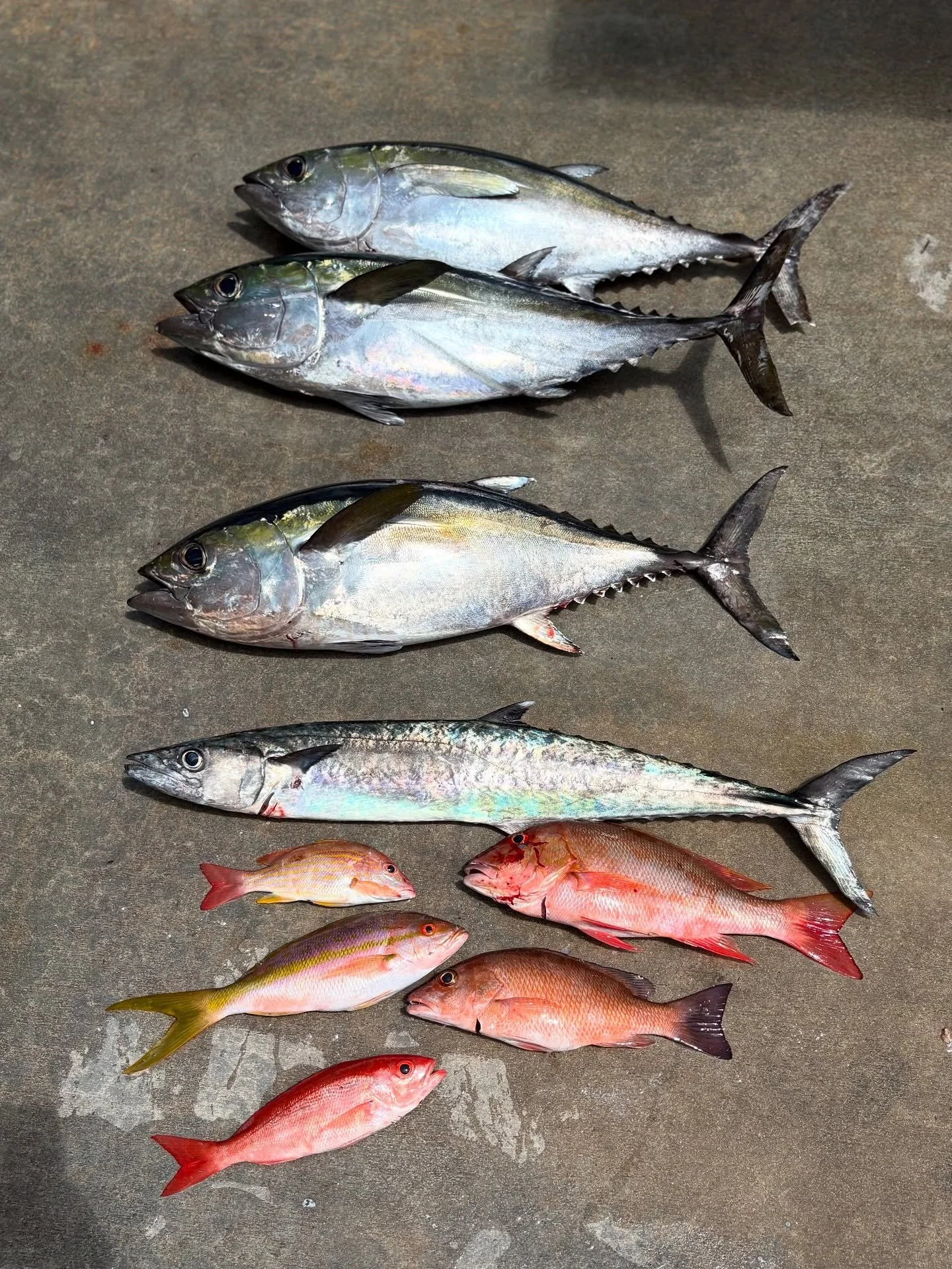 Monday, July 28, 2025 8am-12noon #seamistiii #fishing #florida #tuna #fish