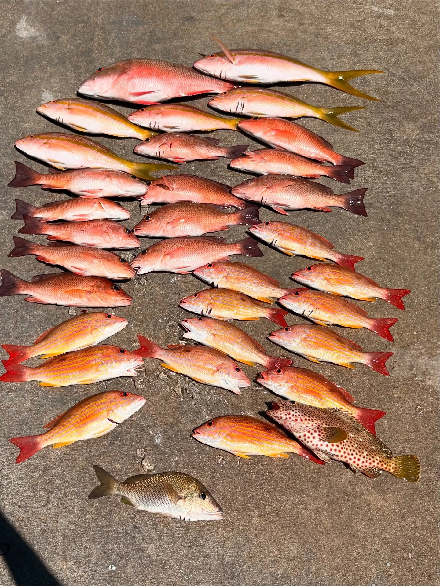 Sunday, August 17, 2025 8am-12noon #seamistiii #fishing #florida #snapper #fish